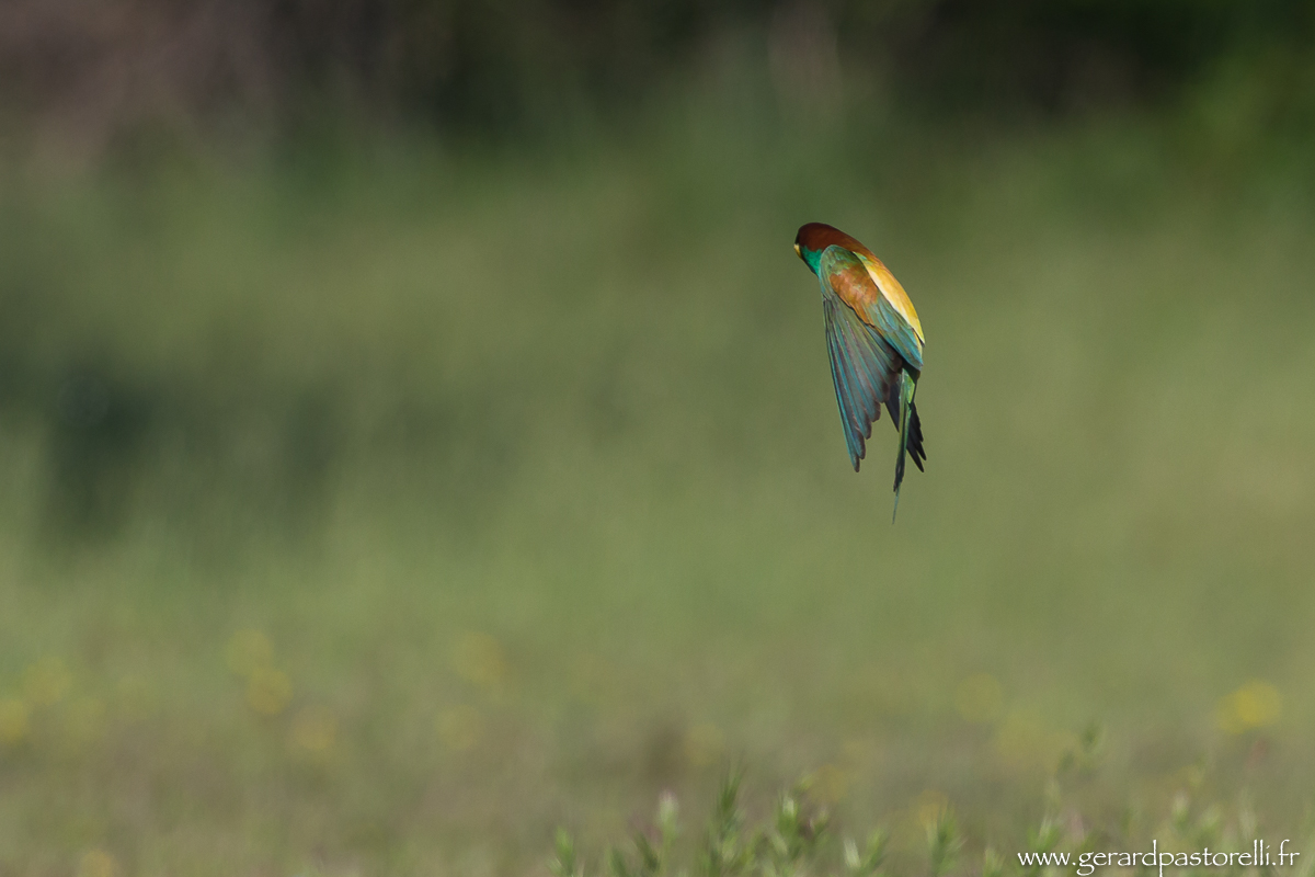 Bee eater 57